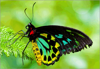 butterfly-jungle